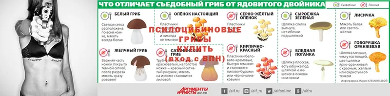 как найти   Киселёвск  Псилоцибиновые грибы GOLDEN TEACHER 